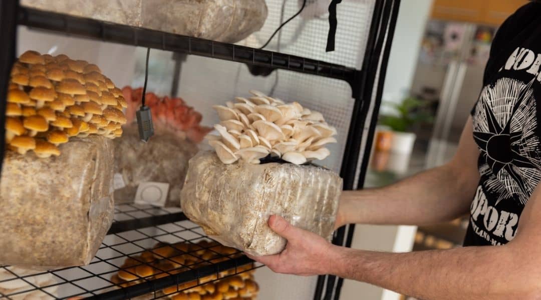 Cultivate Your Own Mushroom Harvest